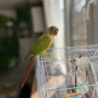 گرینچیک