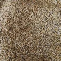 چلتیک چمپا محلی|خوردنی و آشامیدنی|یاسوج, |دیوار