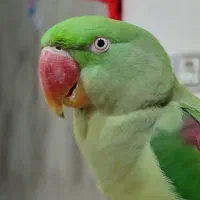 یک عدد شاه طوطی دستی