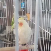 عروس هلندی|پرنده|جیرفت, |دیوار