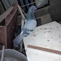 گفتر برژیکی، نر سبز