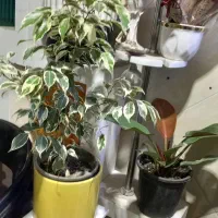 گل گیاه طبیعی|گل و گیاه طبیعی|ورامین, ورامین|دیوار