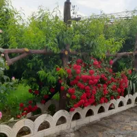 ویلا با ویوی بکر|اجارهٔ کوتاهمدت ویلا و باغ|سنندج, |دیوار