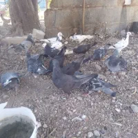 حراج کبوتر فقط دونه ای ۵۰