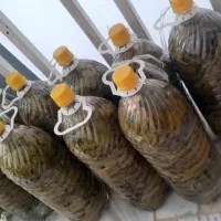 خیارشور