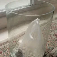 اکواریوم استوانه‌ای