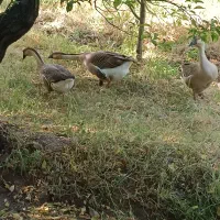 فروش قوغاز و غاز