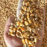 جو وارداتی دامی|عمده‌فروشی|شیروان (خراسان), |دیوار