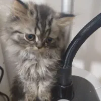 بریتیش و اسکاتیش پرشین