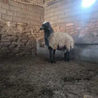 بره نر