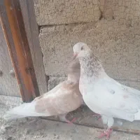 فروش یا معاوضه با پرنده قفسی