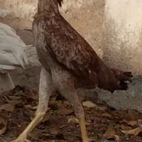 دو عدد مرغ لاری افغان اصل ضمانتی