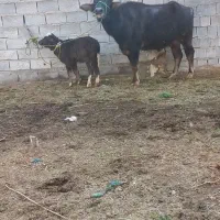 گاومیش گوساله ماده شیری|حیوانات مزرعه|اهواز, دغاغله|دیوار