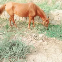 اسب
