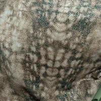 پارچه سارافن وشلوار|لباس|یاسوج, |دیوار