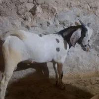 کهره نر فروشی|حیوانات مزرعه|لامرد, |دیوار