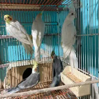 فروش. طوطی. عروس. فقط نر هستن|پرنده|نکا, |دیوار