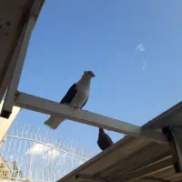 کاسب شو بزن جیب مجانی