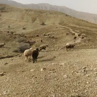 151 راس میش بره دار و آبستن گلون گرم|حیوانات مزرعه|جره و بالاده, |دیوار