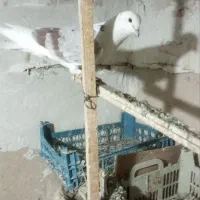یه نر مست سه تا جوجه