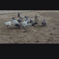 پنج جفت کبوتر جوجه کله دم سبز