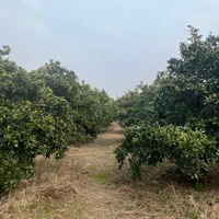 ۷ هزار متر باغ با کنتور برق و چاه با مجوز / آلونک|فروش زمین و ملک کلنگی|کیاکلا, |دیوار