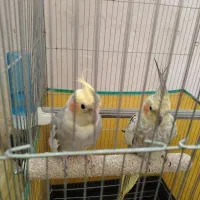 عروس هلندی