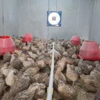 شغل خانگی بلدرچین تخمگذار