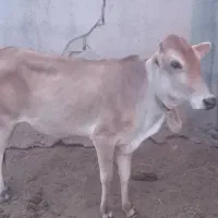 گاو شیری|حیوانات مزرعه|میناب, |دیوار