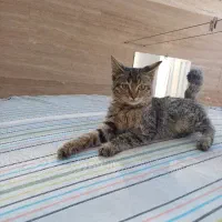 گربه خانگی|گربه|یزد, |دیوار