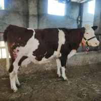 گاو پرشیر سیمینتال قرمز شرابی آبستن