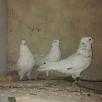 کبوتر سینه|پرنده|شیراز, تاچارا|دیوار