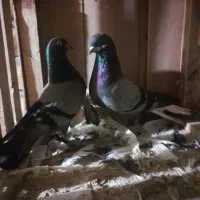 کبوتر|پرنده|کاشان, راوند|دیوار