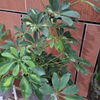 گل های آپارتمانی|گل و گیاه طبیعی|آبدانان, |دیوار