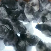 جوجه ارکانا طوسی