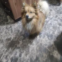 سگ پامر روباهی