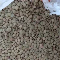 عدس خوش پخت