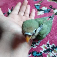طوطی کوتوله سرلاکی|پرنده|کرمان, |دیوار