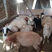 گوسفند زنده