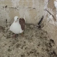 کفترکبوتر پشت کویتی سرخ جوانه نر به شرط پرش پلاکی