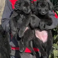 سگ ژرمن بلک نروماده دوماه باهم یکجای فی ۴۰ م ت|سگ|تهران, تهرانسر شرقی|دیوار