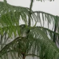 گل وگیاه خانگی|گل و گیاه طبیعی|اشنویه, |دیوار