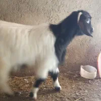 بزغاله ماده چاق