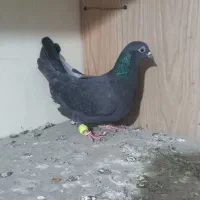 زیل ماده|پرنده|قزوین, |دیوار