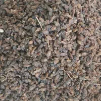 کشمش افتابی درجه یک|خوردنی و آشامیدنی|یزد, |دیوار