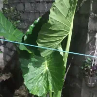 گل بابا ادم  و اگاو ابلغ