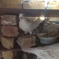 کفتر سفید چش تابه تا