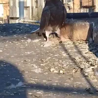 کفتر دم سفید