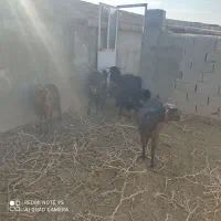 دامداری صنعتی2500متر|فروش دفتر صنعتی، کشاورزی، تجاری|سمنان, |دیوار