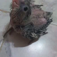 دو عدد جوجه طوسی